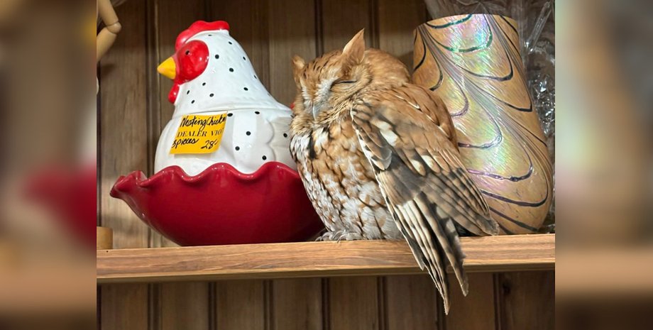 сова курьезы сон Перепутали с товаром: сова задремала прямо на полке антикварного магазина