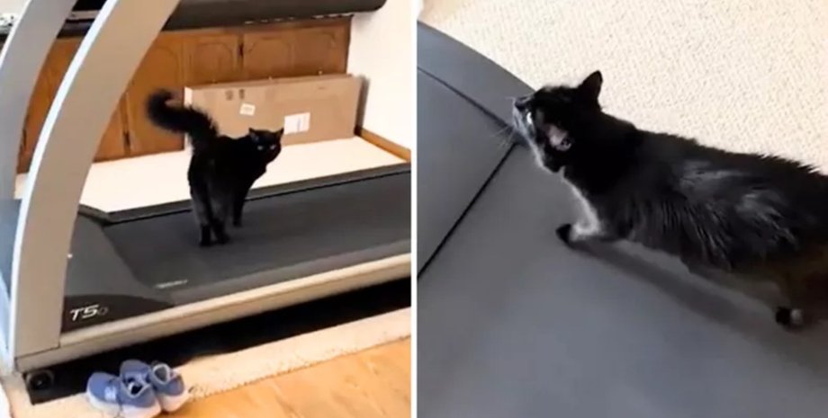 Кіт на біговій доріжці, кіт займається спортом, смішне відео з котом, готується до літа, бігова доріжка, вірусне відео, соцмережі, домашні тварини