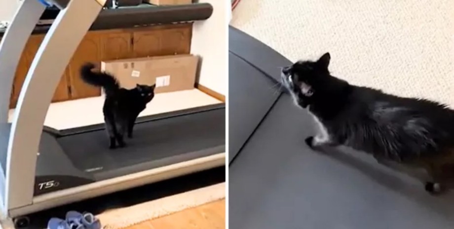 Кот на беговой дорожке, кот занимается спортом, смешное видео с котом, готовится к лету, беговая дорожка, вирусное видео, соцсети, домашние животные