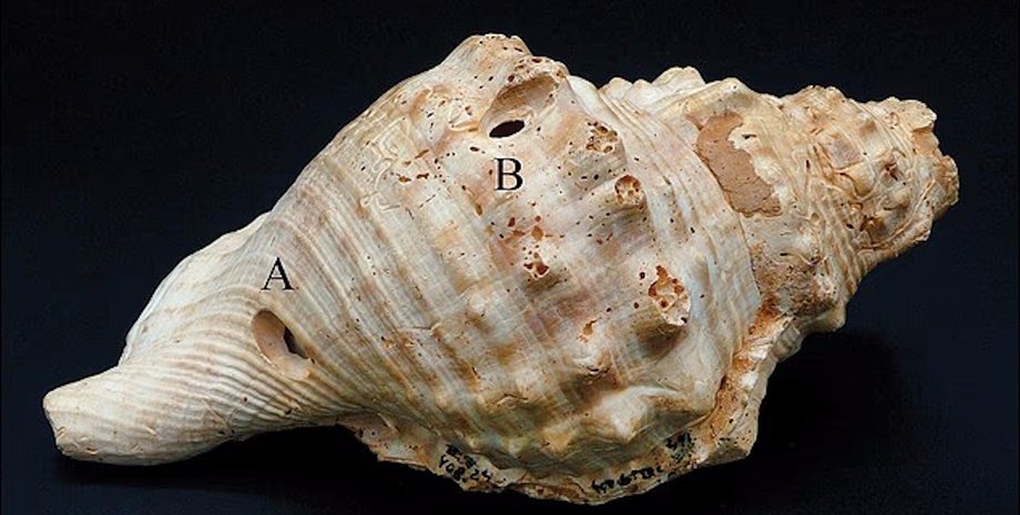 ракушка морской улитки
