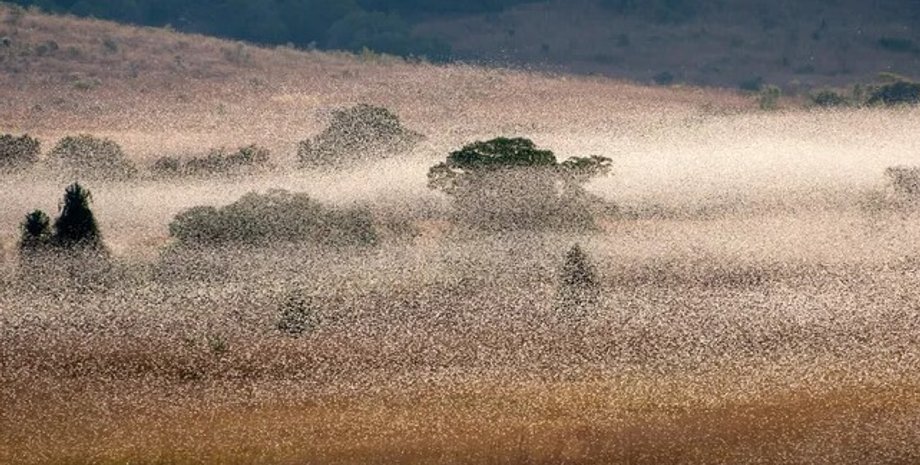 сарана, рій сарани, напад сарани, напад сарани