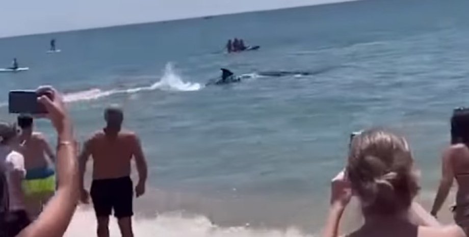 акулы подплыли к пляжу