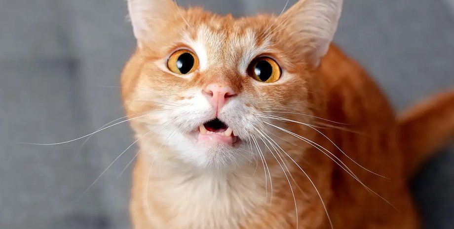 кішки, коти, спілкування з котами, поведінка кішок