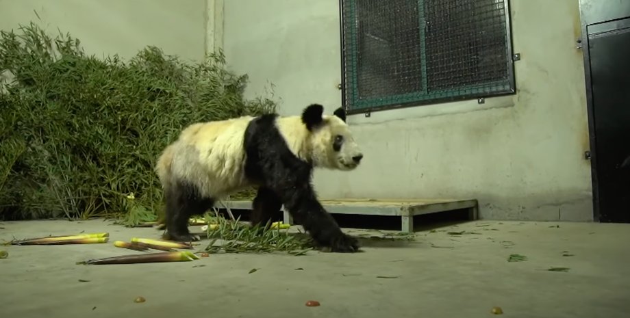 панда, панда я я, я я, китай, кнр, сша, панда дипломатия, вашингтон, пекин