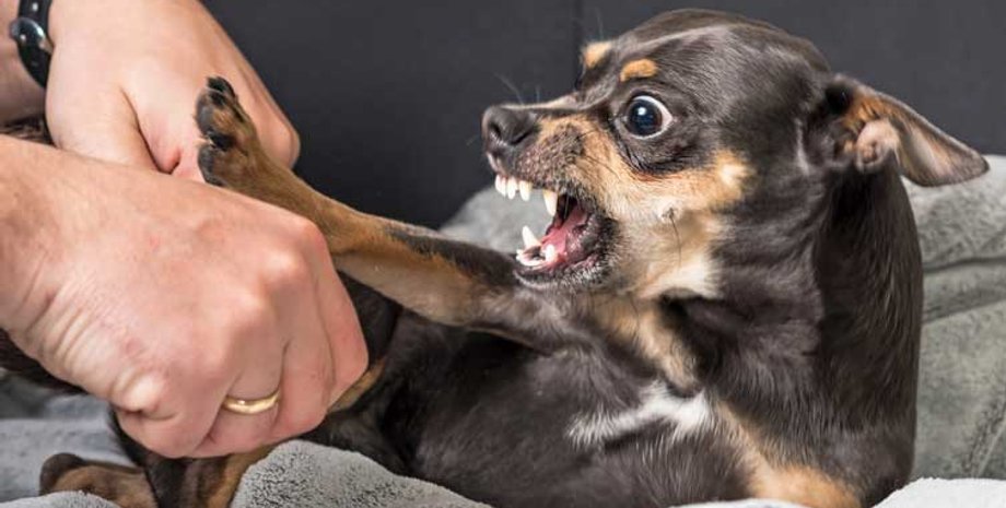 Собака, защита, безопасность, животные, порода собак