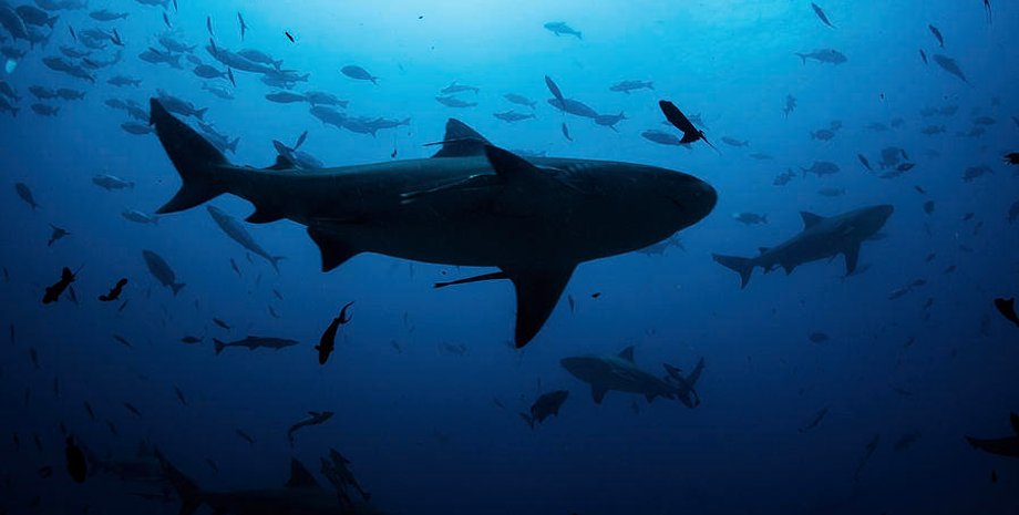 акула, рыбы, вода, фото