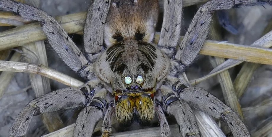 павук вовк очі