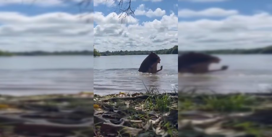 капибара, озеро, нападение, Колумбия