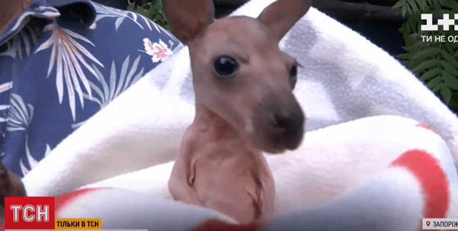 детеныш, кенгуру, зоопарк, фото