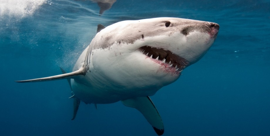 Нададение акулы, акула, акула напала на рыбаков, акула атаковала лодку, повредила двигатель, акула атаковала 8 раз,