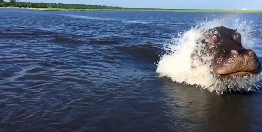 Бегемот, река, перевернул лодку, пропало 23 человека, погиб ребенок