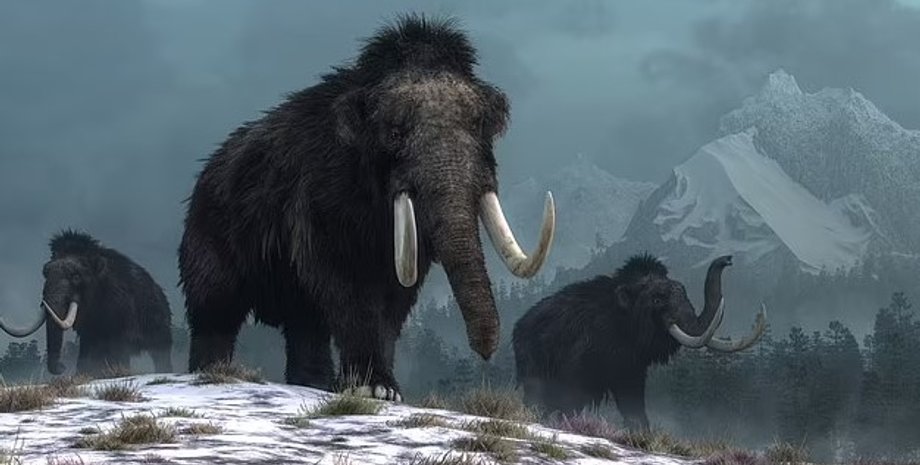 мамонт, шерстистий мамонт, мамонт бивні, мамонт секс