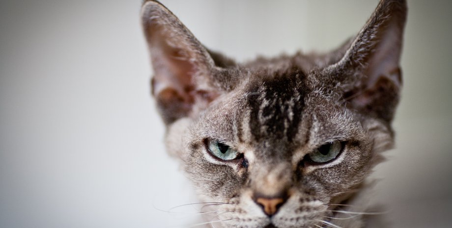 кішка, домашні тварини