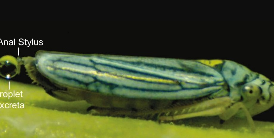 стекляннокрылый снайпер