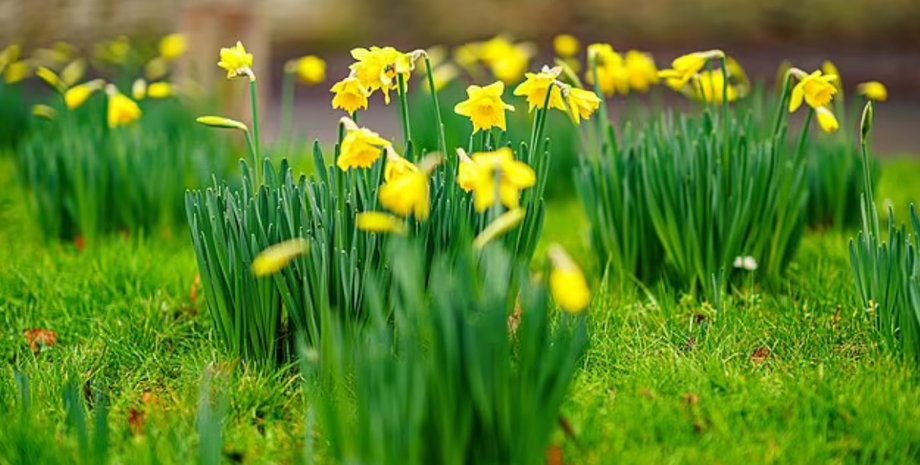 растения, вода