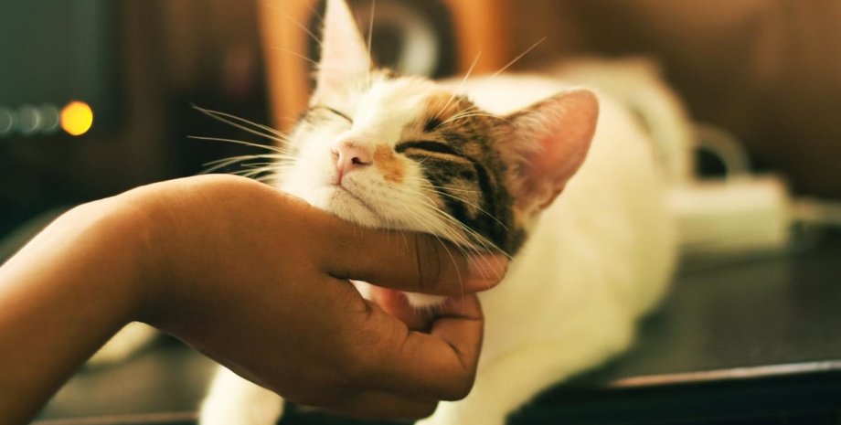 Кошка, домашние животные, пушистые животные, животное, исследование, провели опрос, защита животных, любимый человек