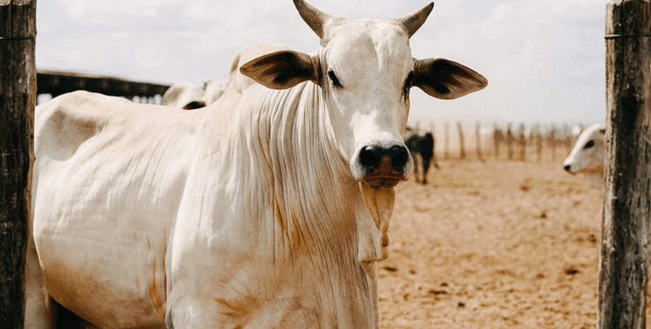 Найдорожча корова у світі, корова, Viatina-19 FIV Mara Imóveis, худоба, тварина, туша, м'ясо, порода, нелорська порода