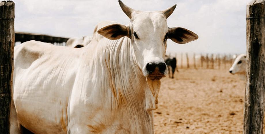 Найдорожча корова у світі, корова, Viatina-19 FIV Mara Imóveis, худоба, тварина, туша, м'ясо, порода, нелорська порода