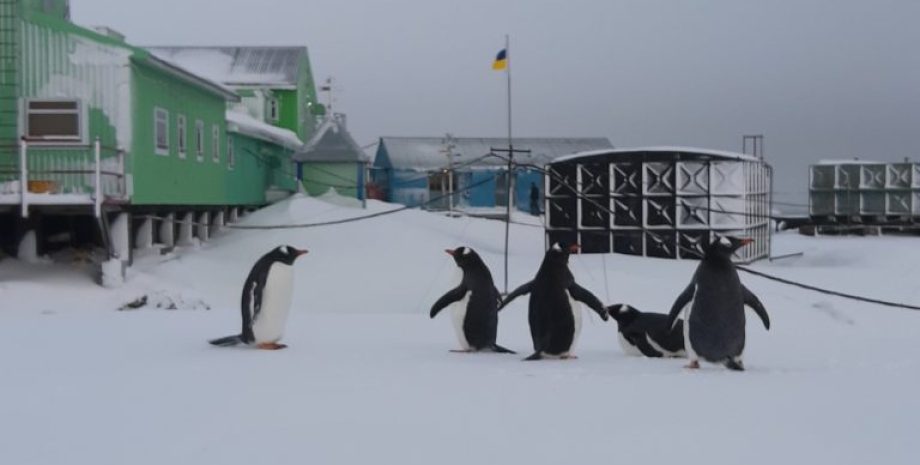 Фото: Национальный антарктический научный центр
