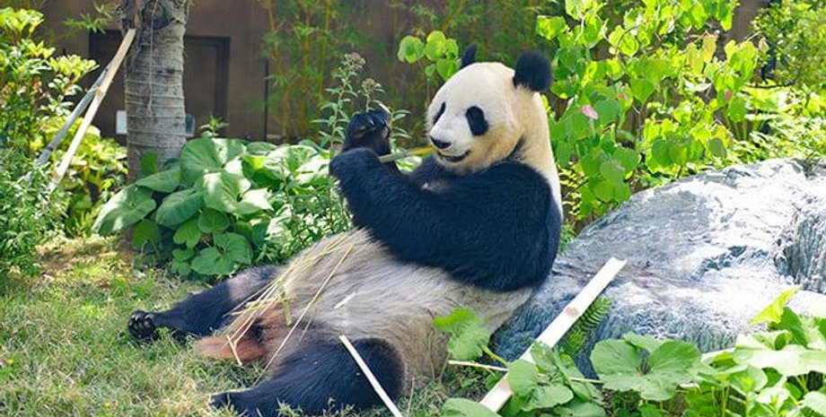 панда, зоопарк уэно