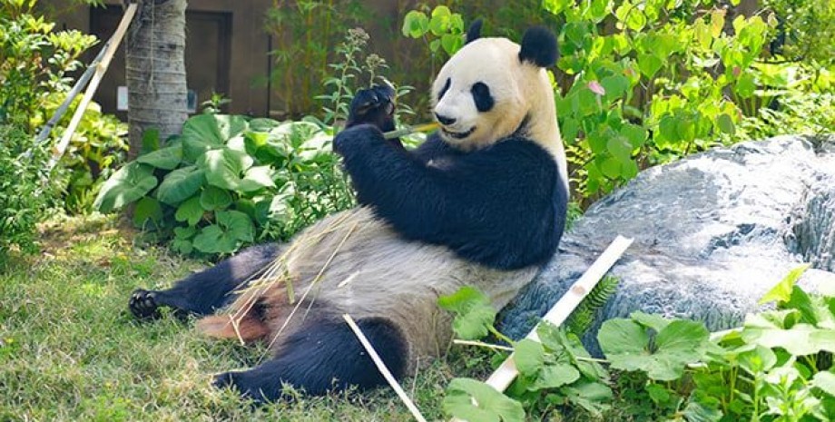 панда, зоопарку Уено