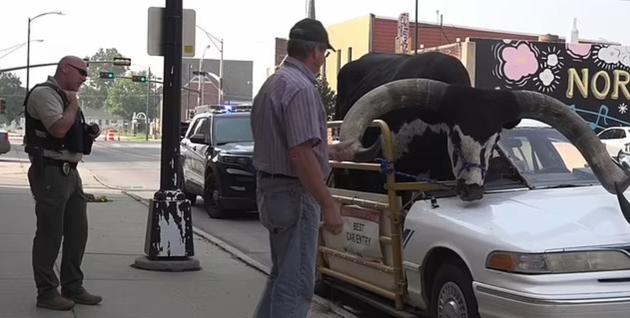 Бык в легковом автомобиле, бык, огромный бык, ватусси, африканский бык, бык в машине, вирусное видео, переделал маишну