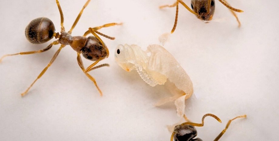 муравьи куколки