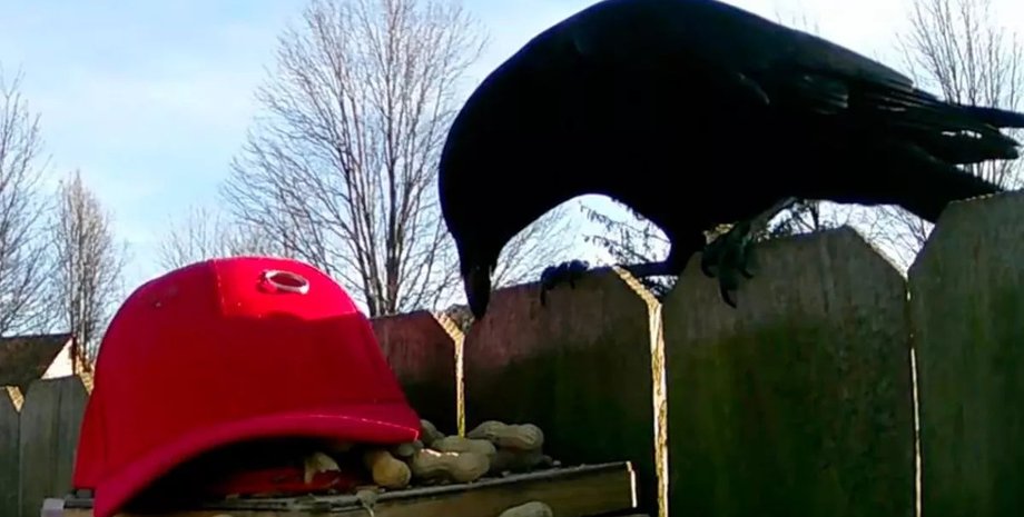 Ворони нападають на людей з червоними капелюхами