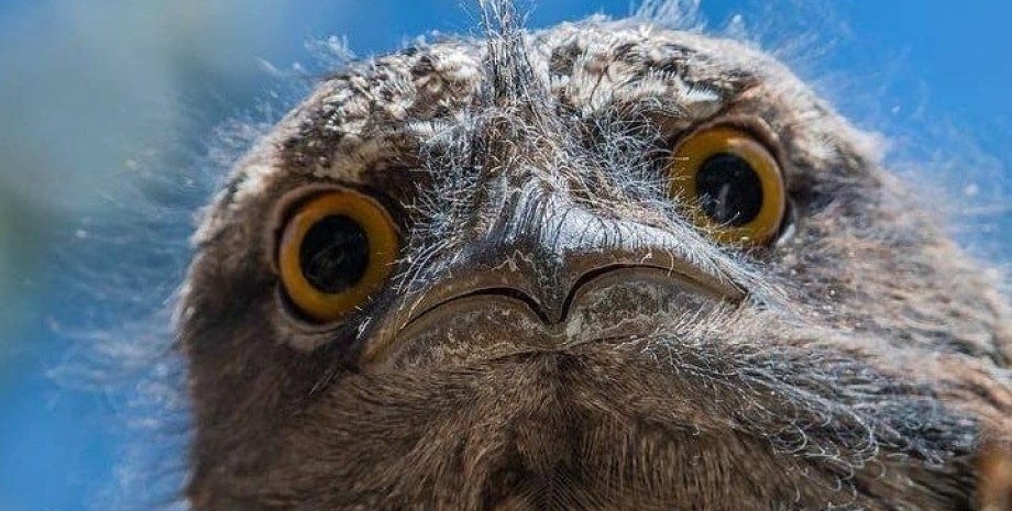 козодой, самая популярная птица в Instagram, птица