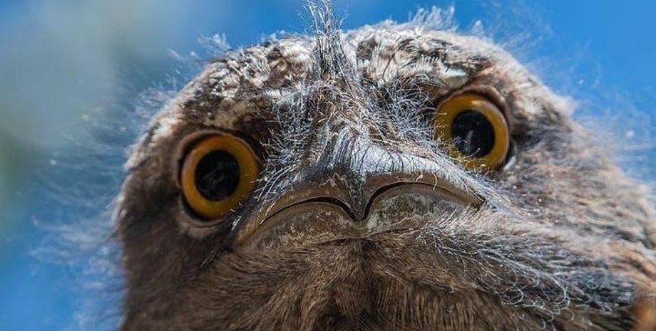 Козодой, найпопулярніша птах в Instagram, птах