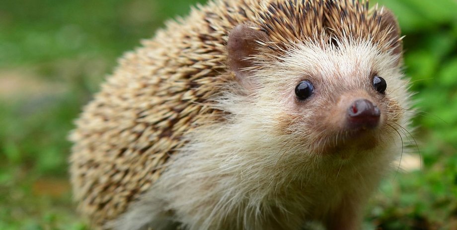 Еж расслаблялся во время водных процедур: его реакция позабавила сеть