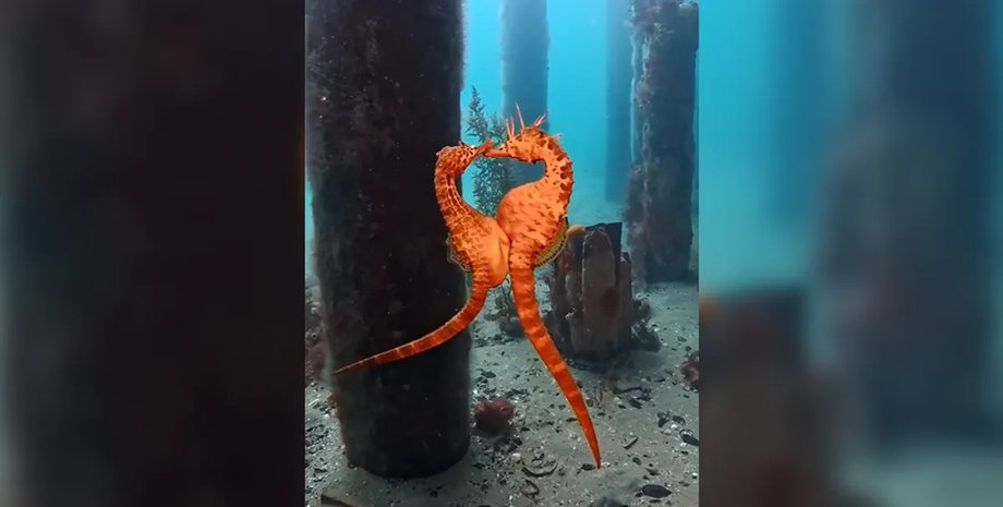 морские коньки размножение