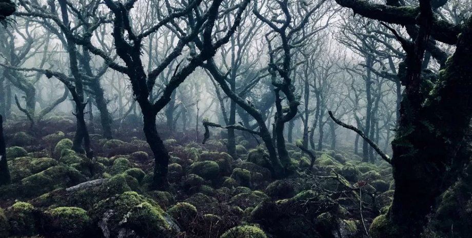 тропический лес лес, деревья, мох, лишайник, туман
