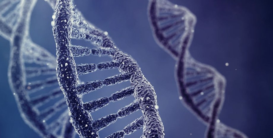 ДНК / Фото: fastcoexist.com