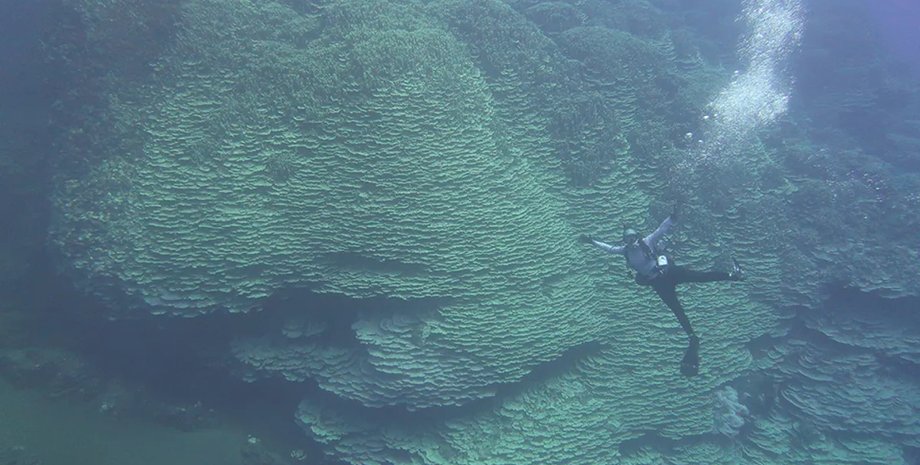 самый большой коралл