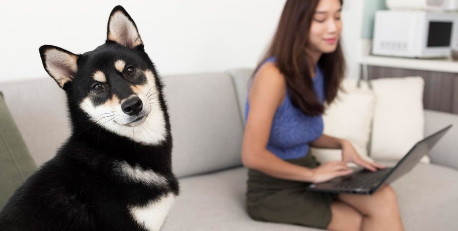 Собака и женщина за компьютером