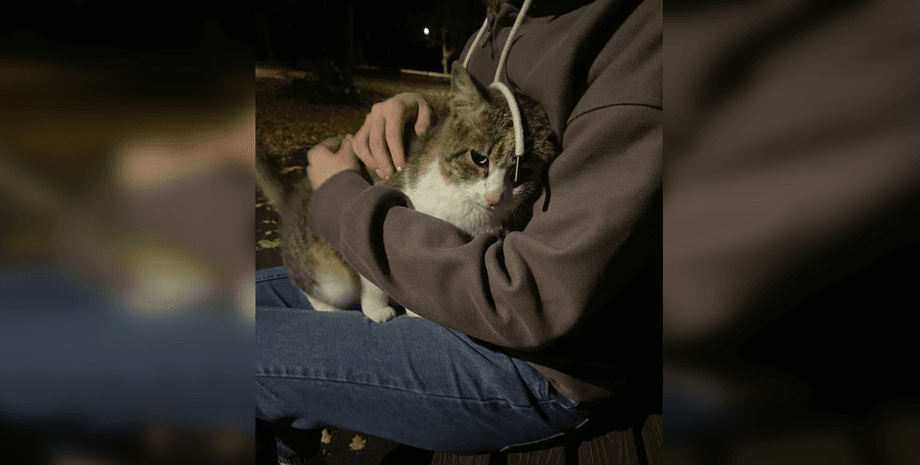 Бродячая кошка в парке