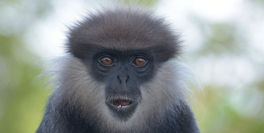 Индия, обезьянка, лангур, похороны обезьянки