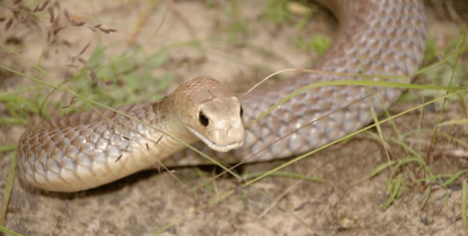 коричнева змія