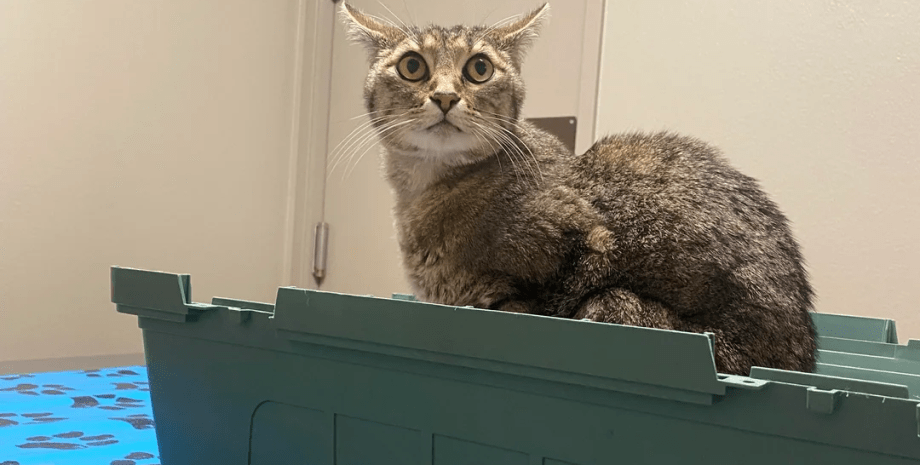 Кошка пропала на 5 недель, а затем постучала в дверь Кошка пропала на 5 недель, а затем постучала в дверь дома своей хозяйки