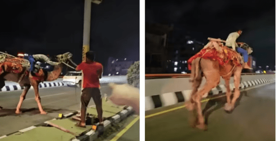 верблюд, індія, чоловік, курйози