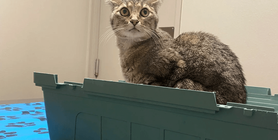 Кошка пропала на 5 недель, а затем постучала в дверь дома своей хозяйки