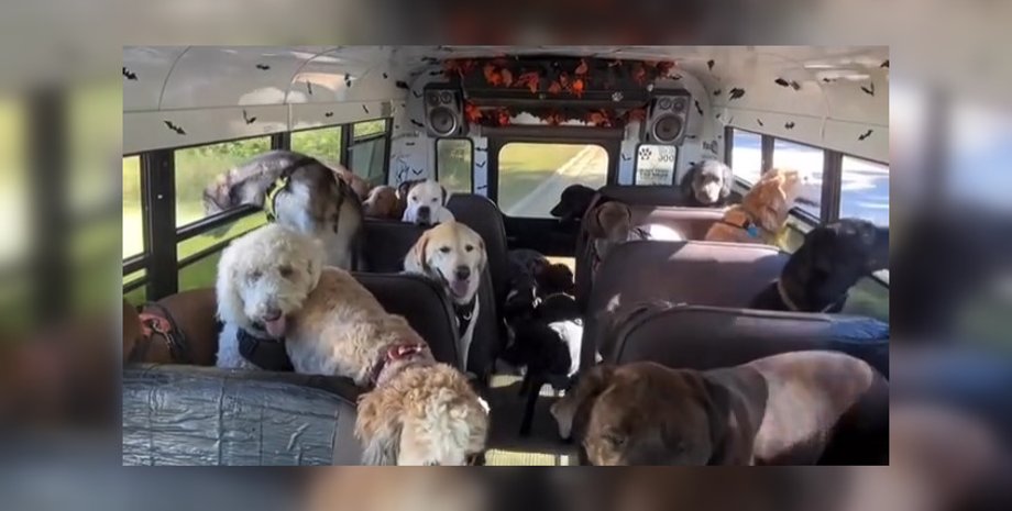 Собаки в автобусі влаштували концерт дорогою до парку: після настав суцільний дзен