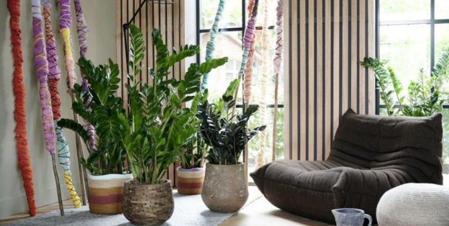 комнатные растения, домашние цветы