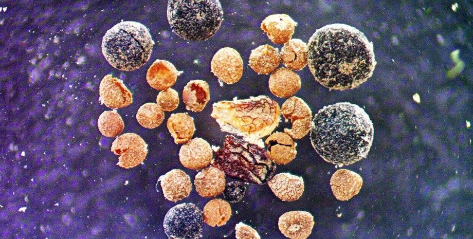 окаменелости