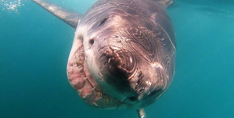 Акулы, Мосселбай, ЮАР