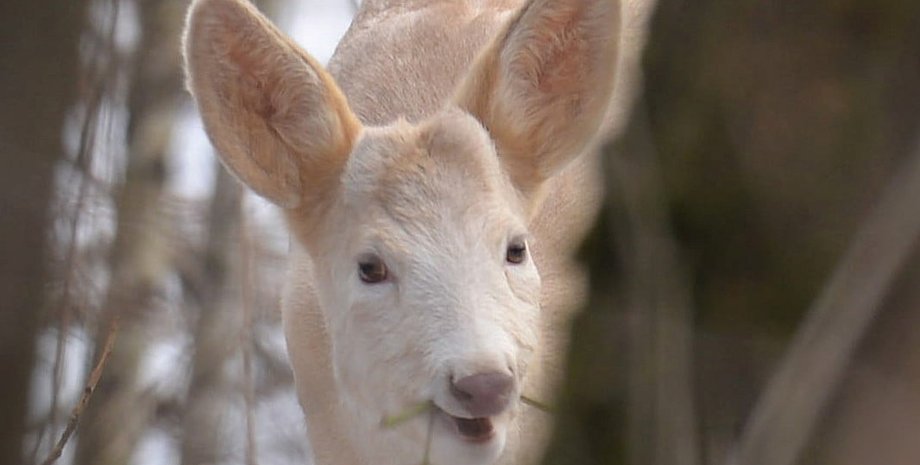 Косуля, чернобыльская зона