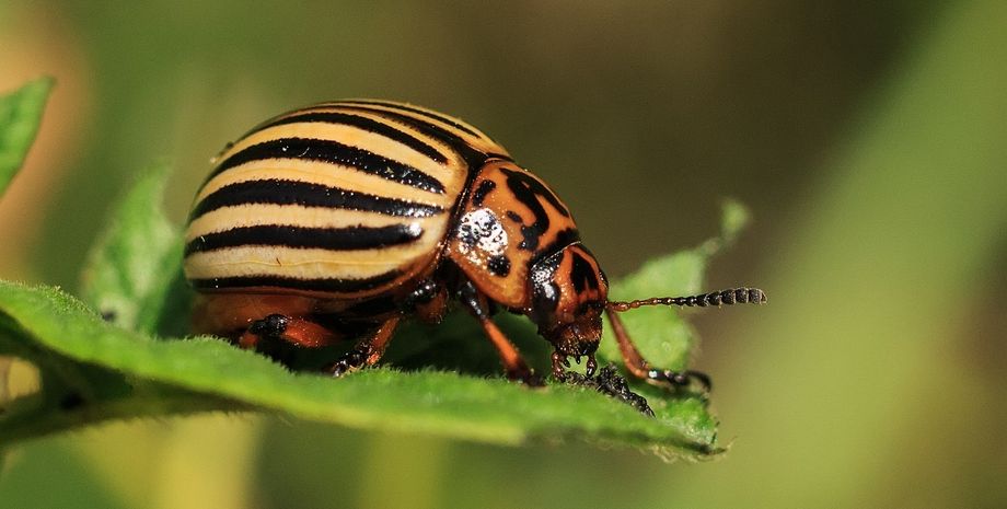 Колорадский жук, жук, колорад