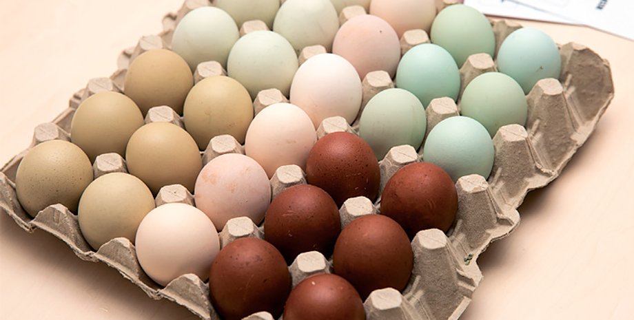 великдень, кольорові яйця, кури, новини україни, ціни на яцйя україна