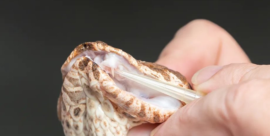 гадюки, гадюки смерті